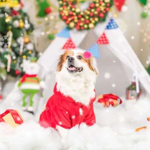 20 Diademas Elásticas Para Mascotas, Cinta Para El Pelo, Cin