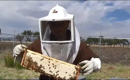 Cera De Abejas Pura Ideal Cremas Unguentos 1 Kg