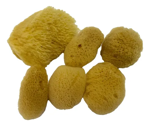 Maquillaje Cosmético Silk Sponges Impresionante Aquatic Soft